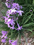 Tulbaghia violacea Harv. resmi