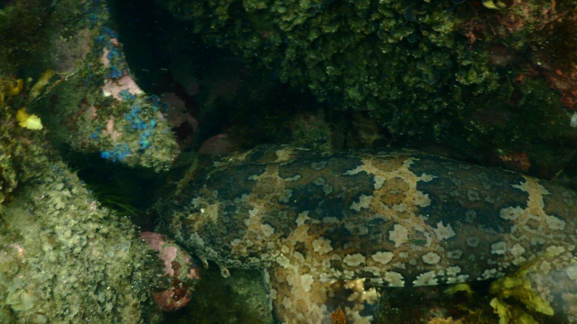 Image of Banded Wobbegong