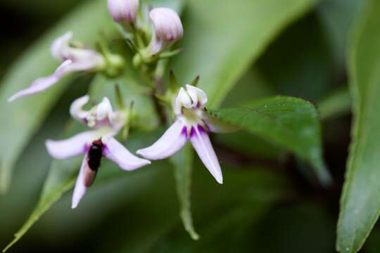 Image de Lobelia borneensis (Hemsl.) Moeliono