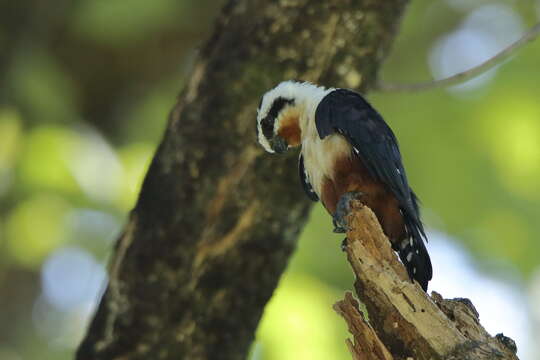 Image of Collared Falconet