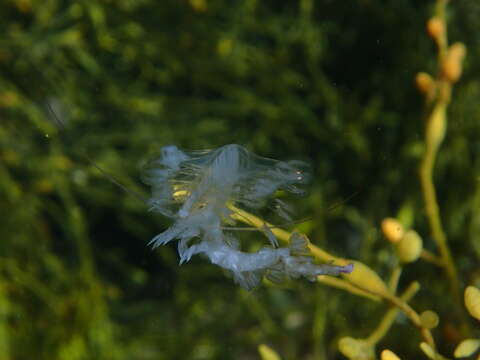 Tomopteris (Johnstonella) helgolandica (Greeff 1879) resmi