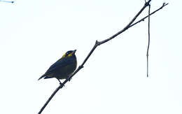 Image of Gold-ringed Tanager