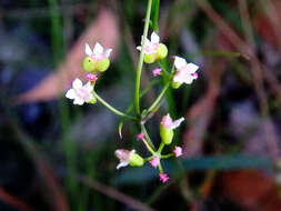 Imagem de Platysace heterophylla (Benth.) Norman