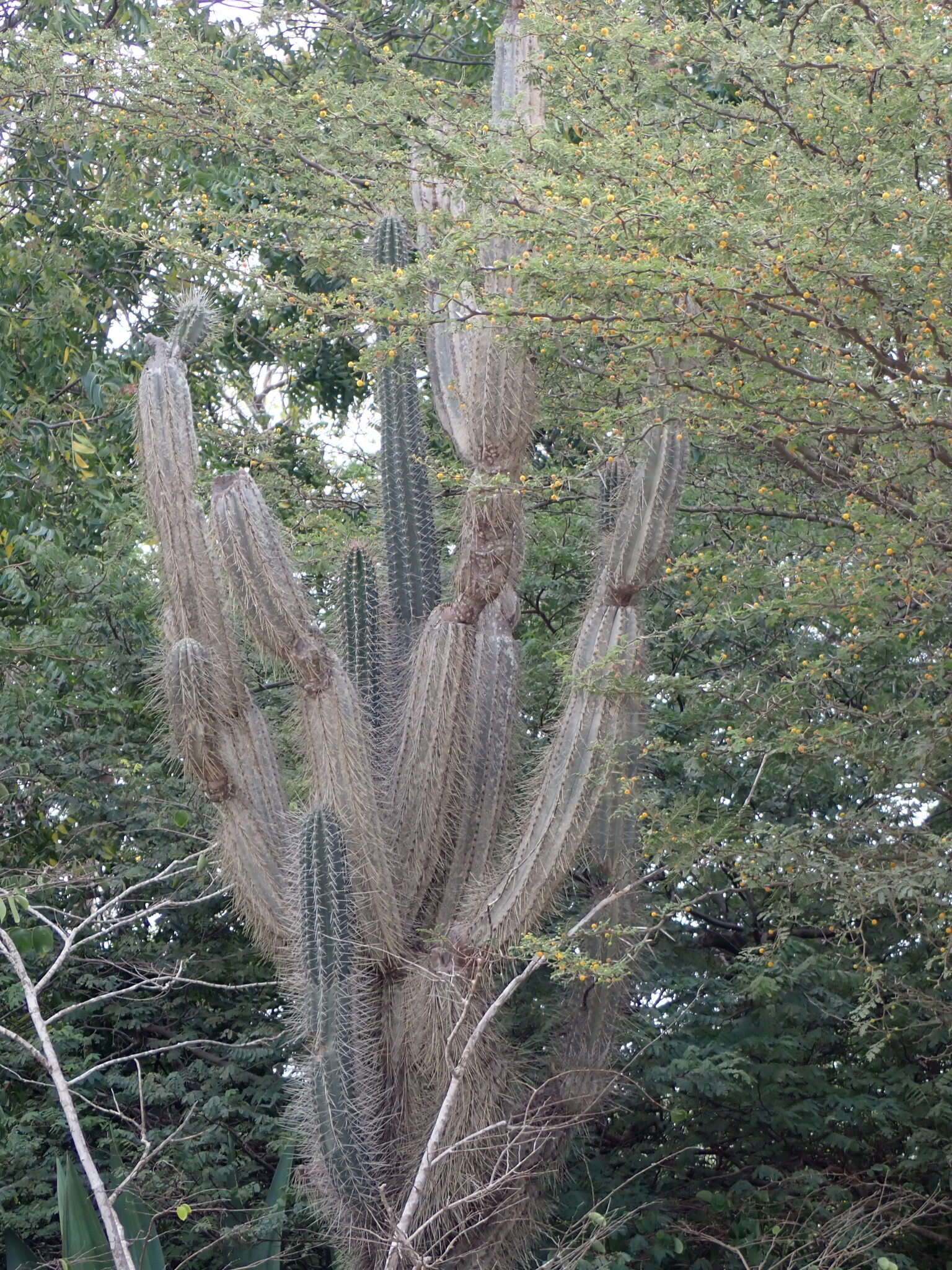 Cereus repandus (L.) Mill. resmi