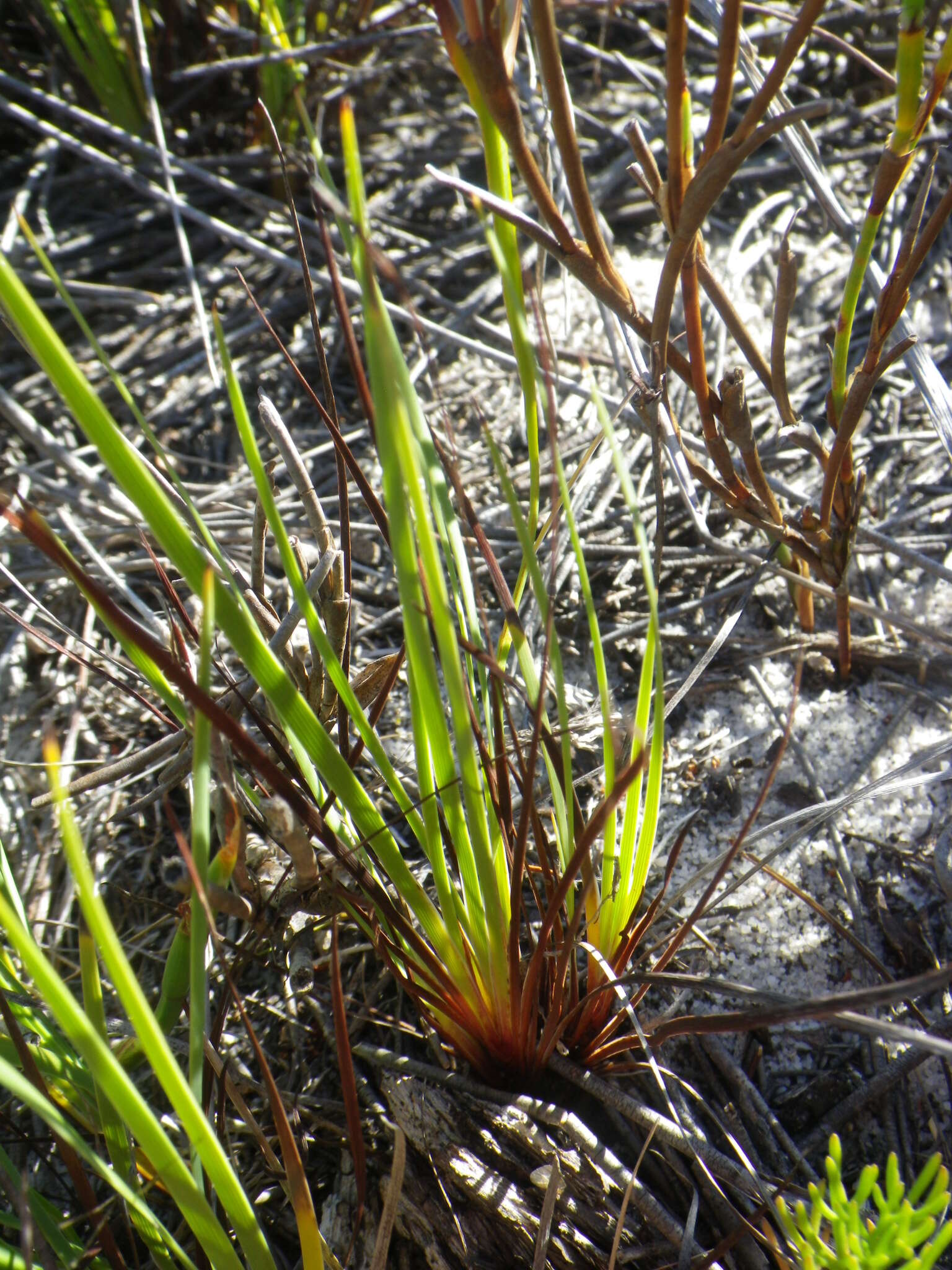 Image of Aristea glauca Klatt