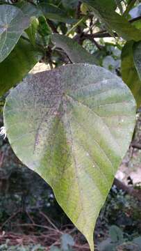 Image of parasol leaf tree