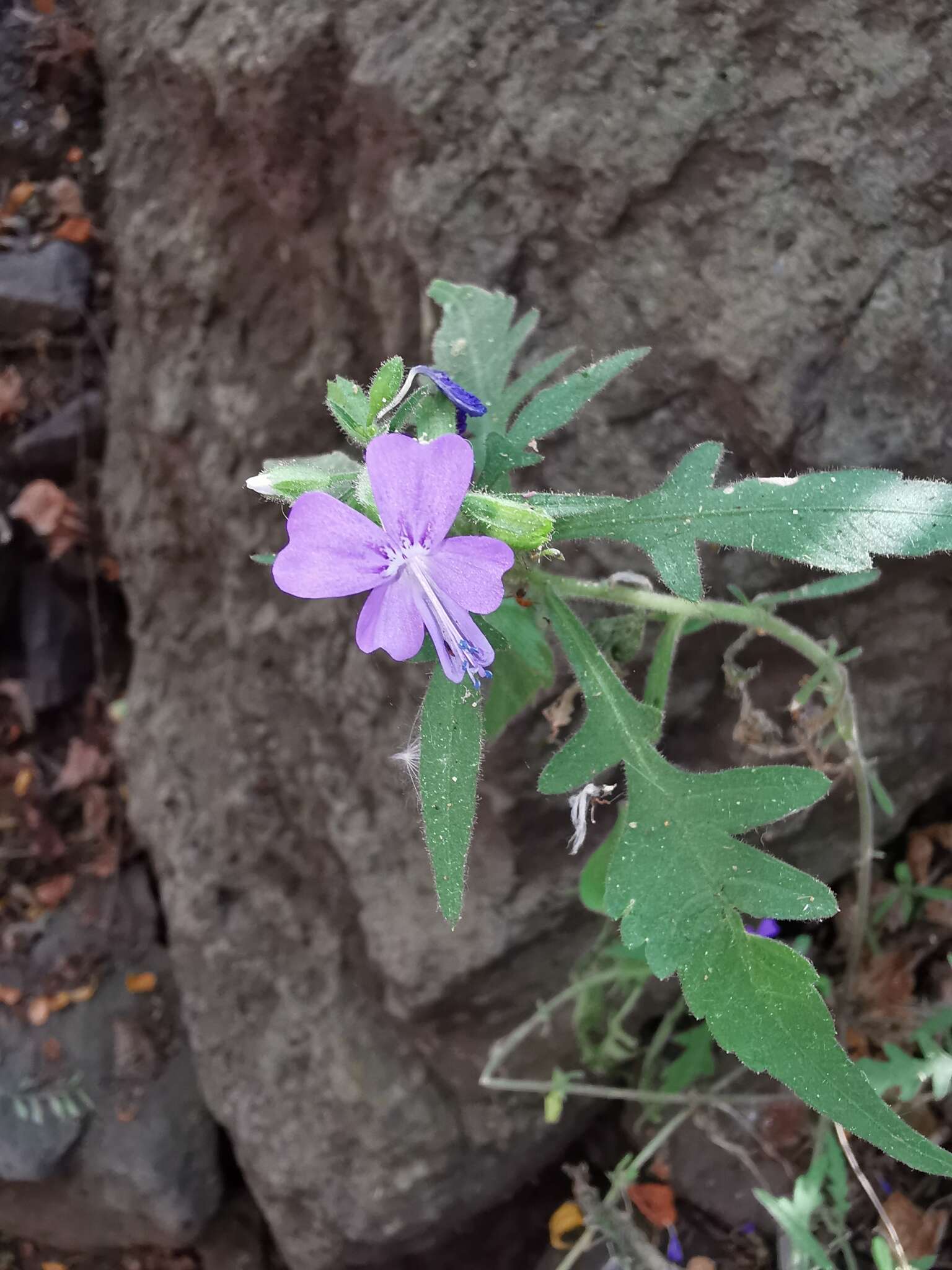 Image of Bonplandia geminiflora Cav.