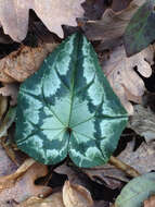 Image of baby cyclamen