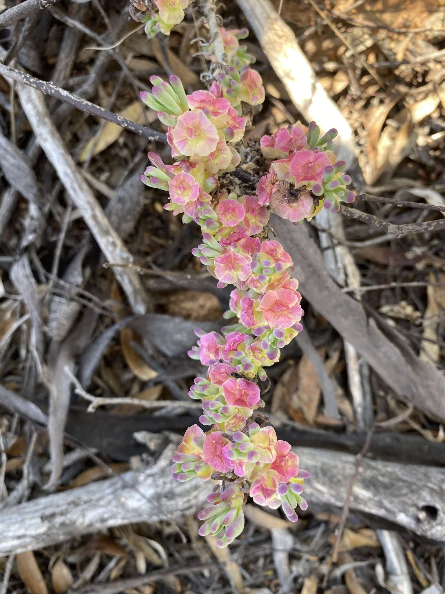 Image of rosy bluebush