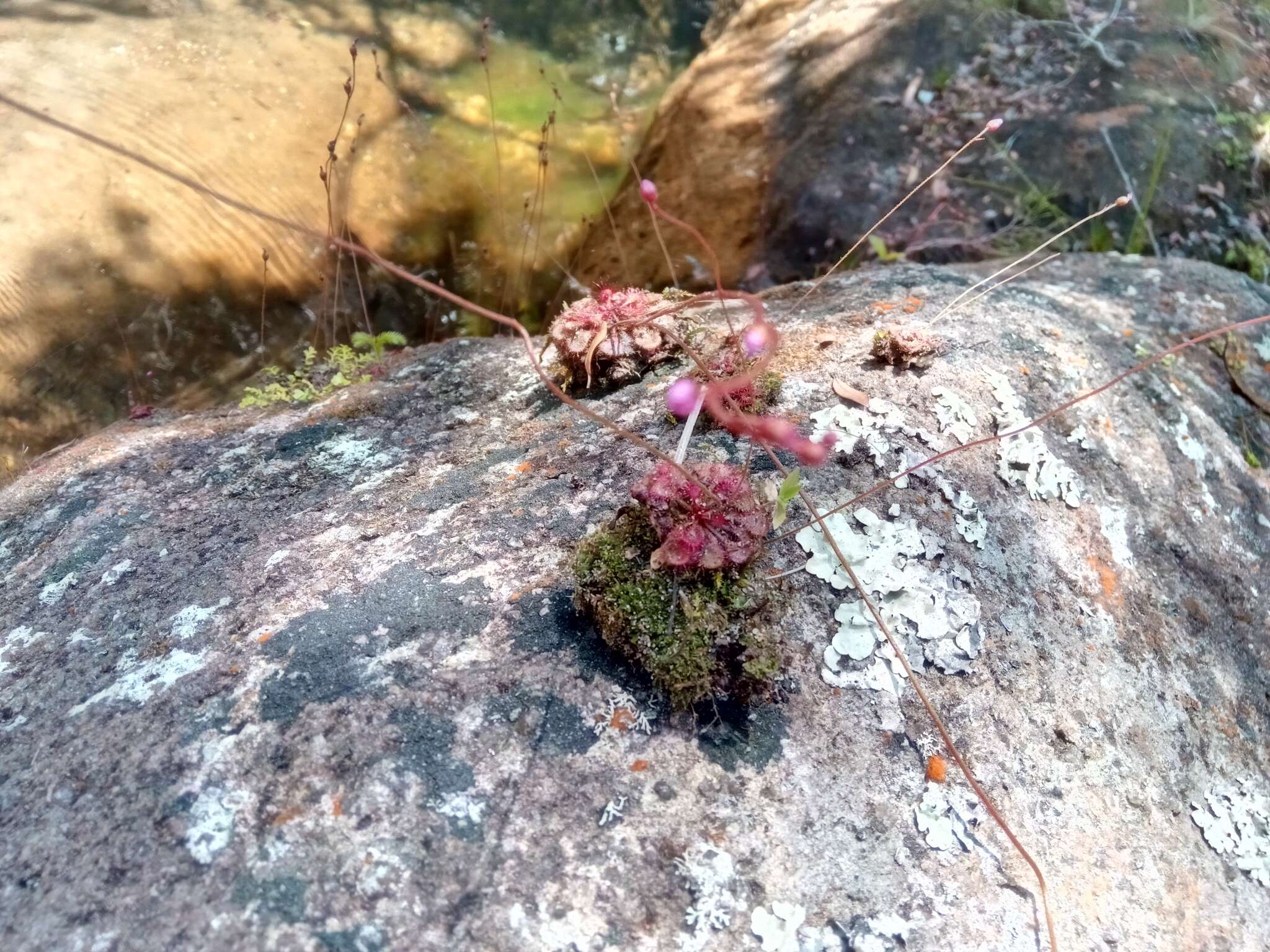 صورة Drosera burkeana Planch.