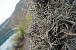 Image of Ephedra compacta Rose