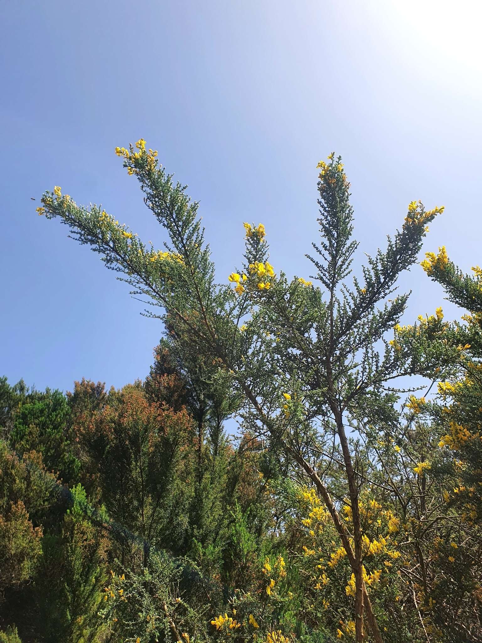 Imagem de Genista canariensis L.