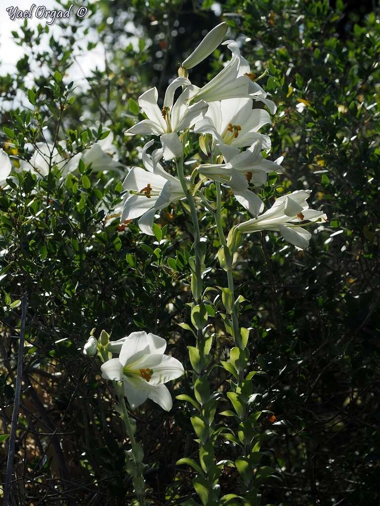 Image of Madonna lily