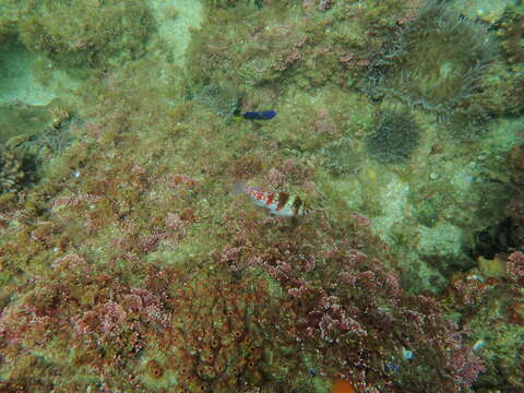 Image of Coral Hawkfish