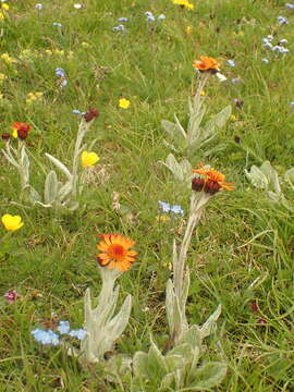 صورة Tephroseris integrifolia subsp. capitata (Wahlenb.) B. Nord.