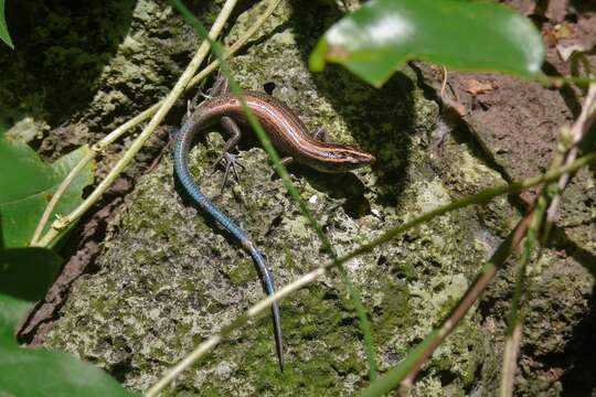 Image of Azure-tailed Skink