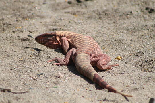 Image of Red Tegu