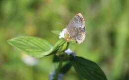 Image of Ocaria ocrisia (Hewitson 1868)