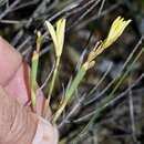 Image of Moraea fuscomontana (Goldblatt) Goldblatt