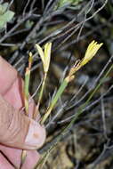 Image of Moraea fuscomontana (Goldblatt) Goldblatt