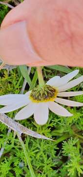 Image of chamomile