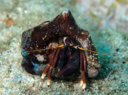 Image of orange claw hermit crab