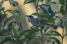 Image of Streak-breasted Honeyeater