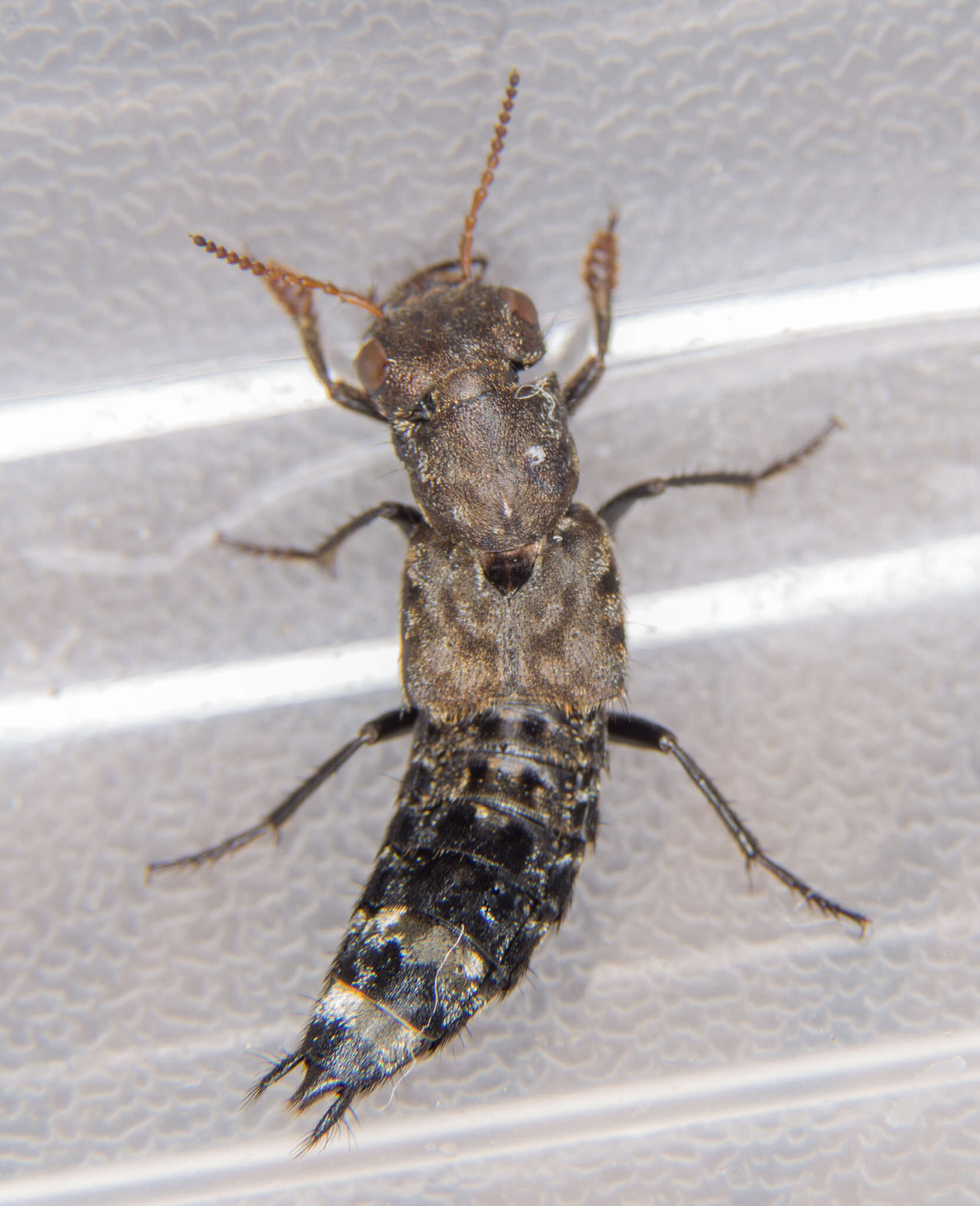 Image of Ontholestes murinus (Linnaeus 1758)