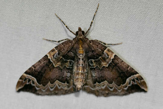 Image of Northwestern Phoenix Moth