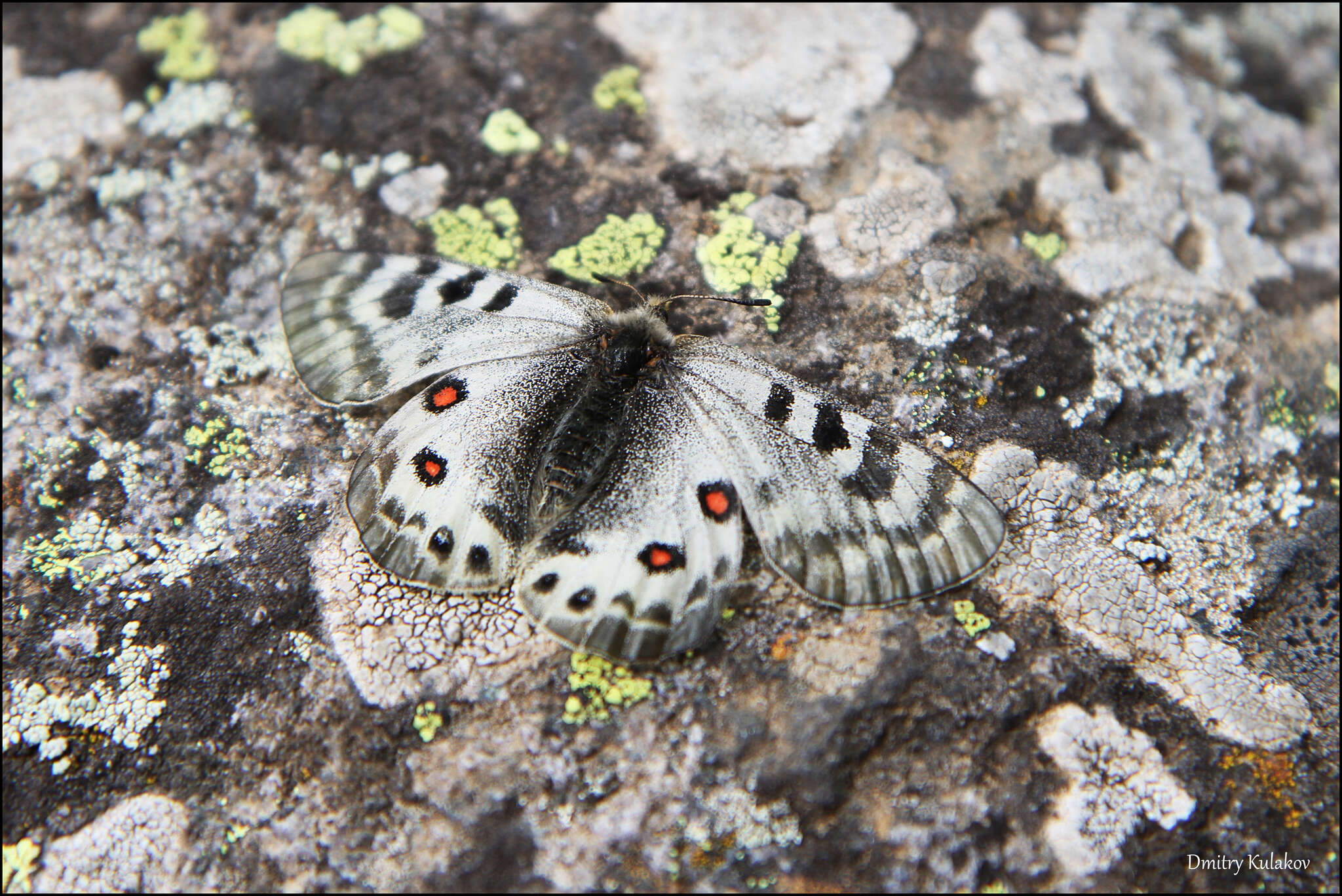 Image de Parnassius delphius (Eversmann 1843)