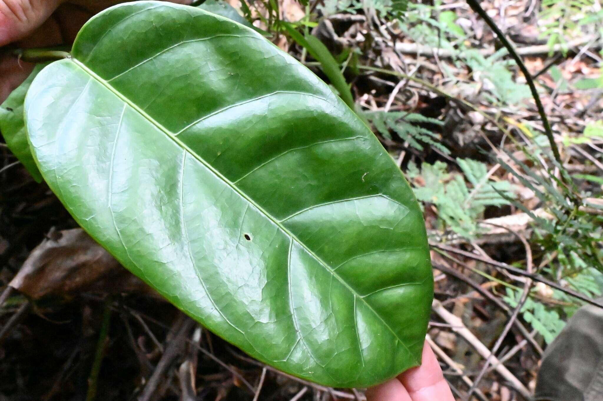 Image of Passiflora jussieui Feuillet