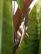 Image of Anolis wellbornae Ahl 1940