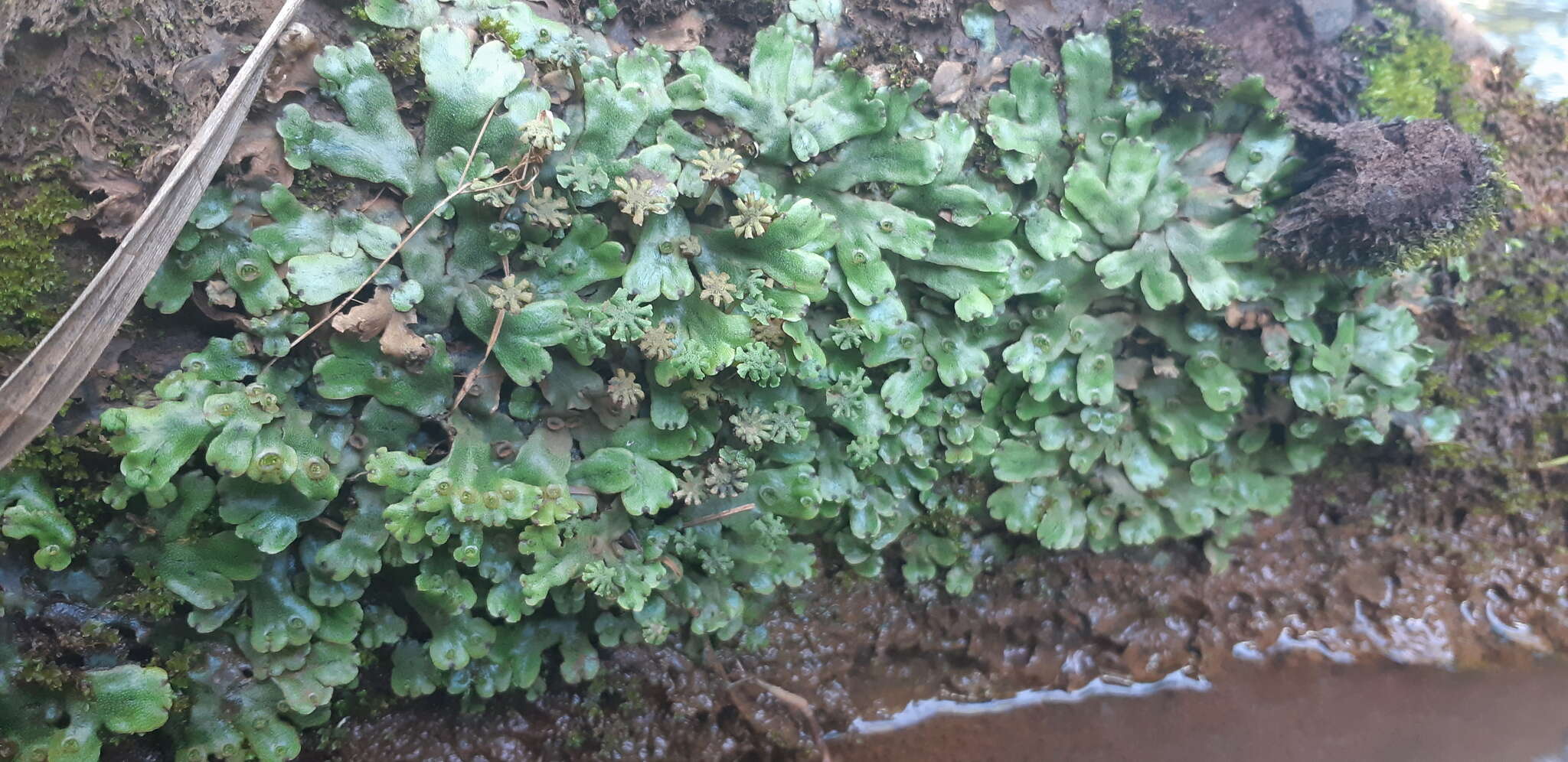 Image of Marchantia papillata Raddi