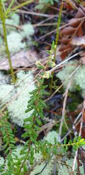 Image of Pomaderris phylicifolia Lodd.