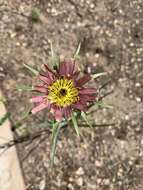 Image of remarkable goatsbeard