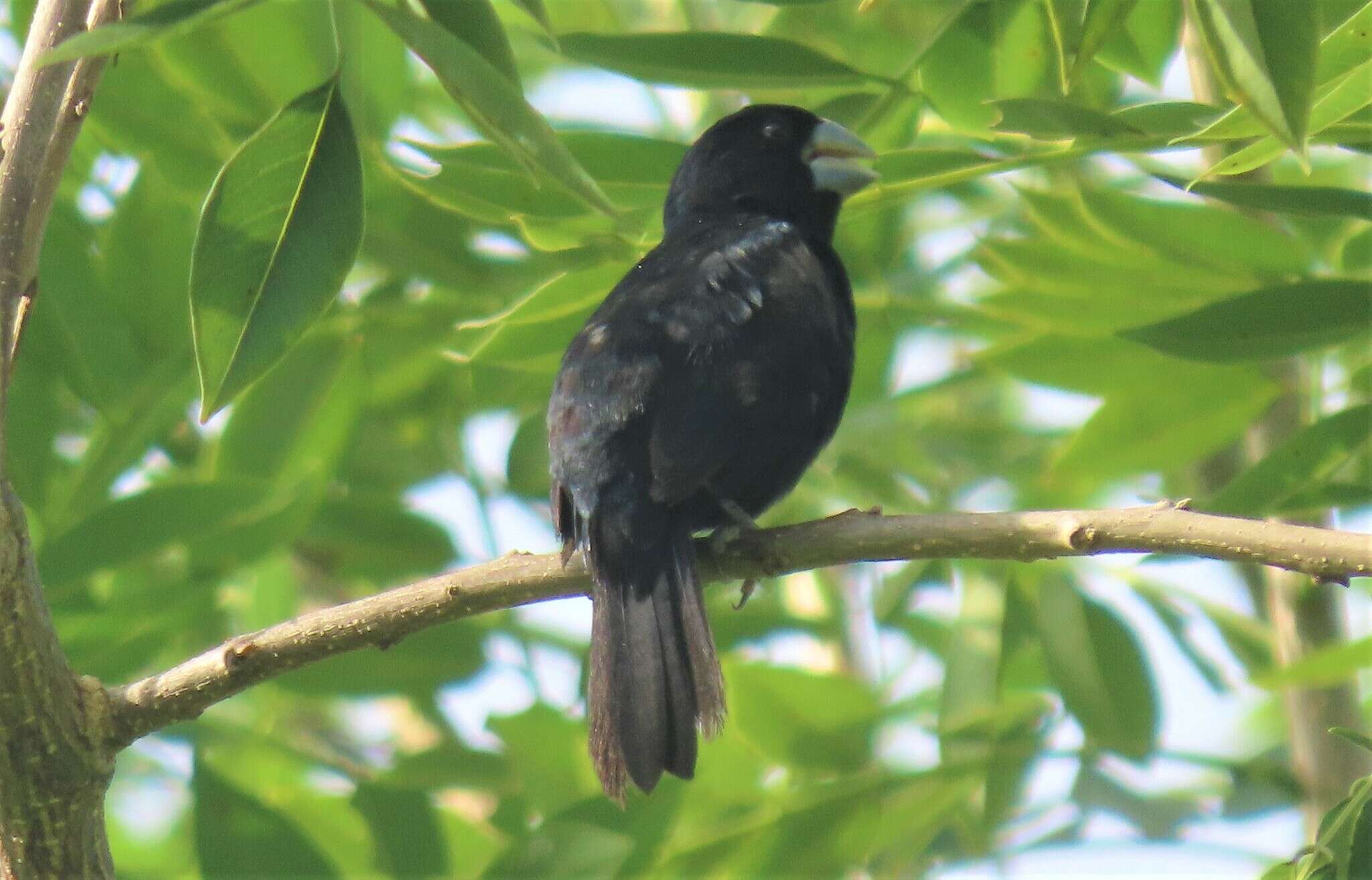 Image of Large-billed Seed Finch