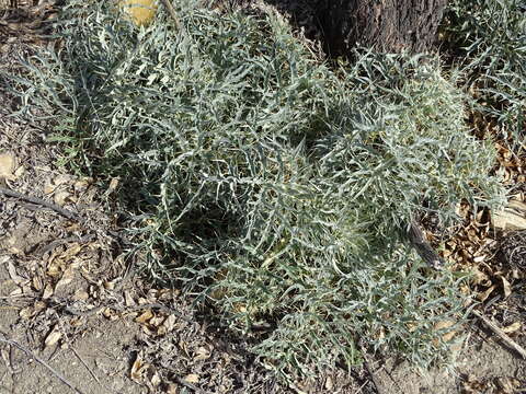 Слика од Cynara cardunculus subsp. flavescens A. Wiklund