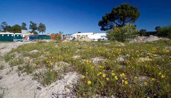 Image of Kraaifontein Spiderhead