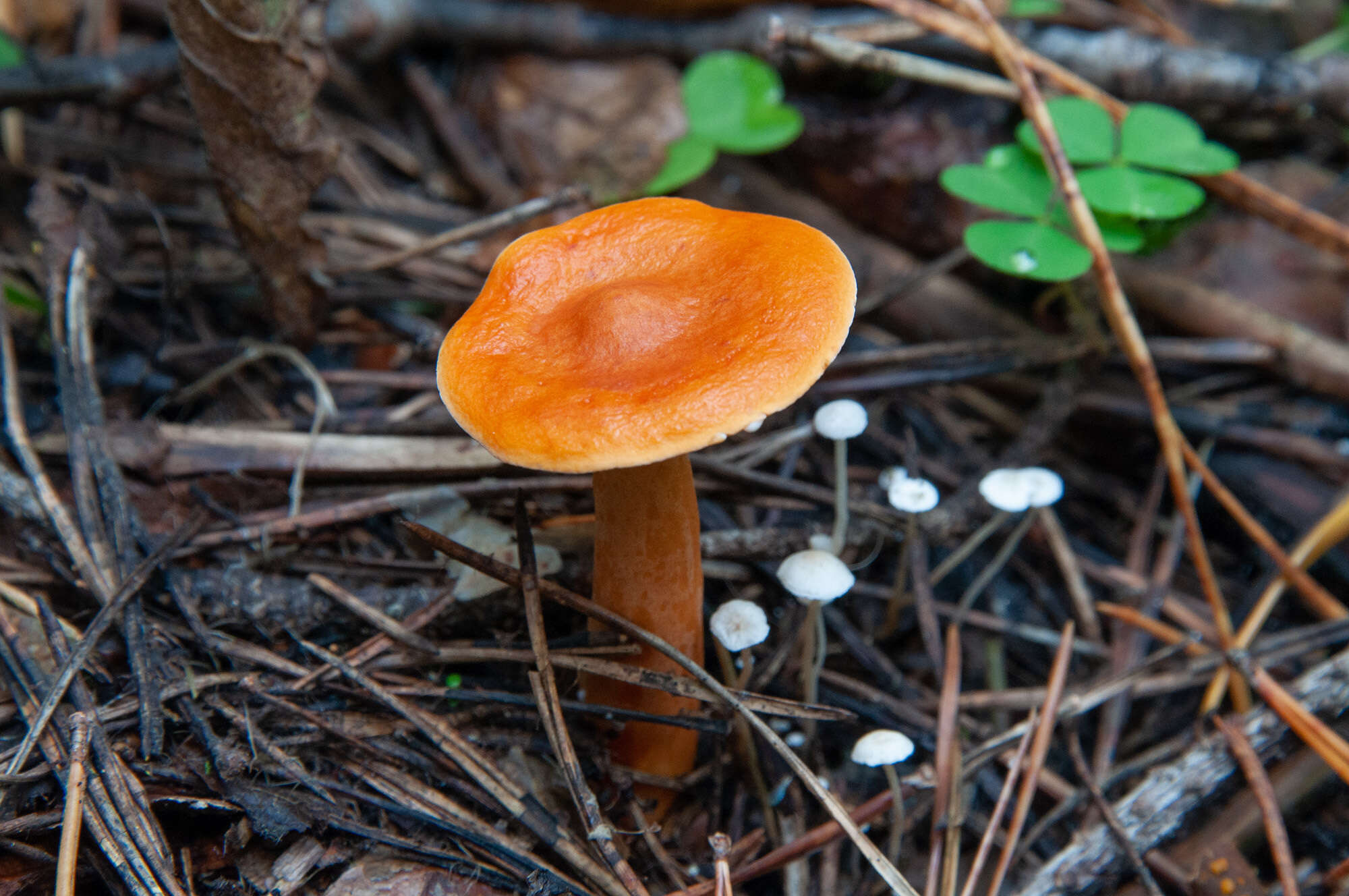 Слика од Lactarius aurantiacus (Pers.) Gray 1821