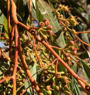 Image of Red Mallee