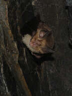 Image of Mediterranean Horseshoe Bat