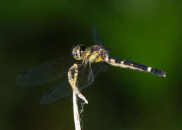 Tetrathemis irregularis cladophila resmi