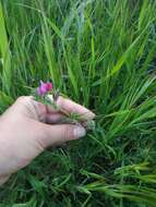 Image of subterranean vetch