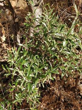 Plancia ëd Olea europaea subsp. cerasiformis G. Kunkel & Sunding