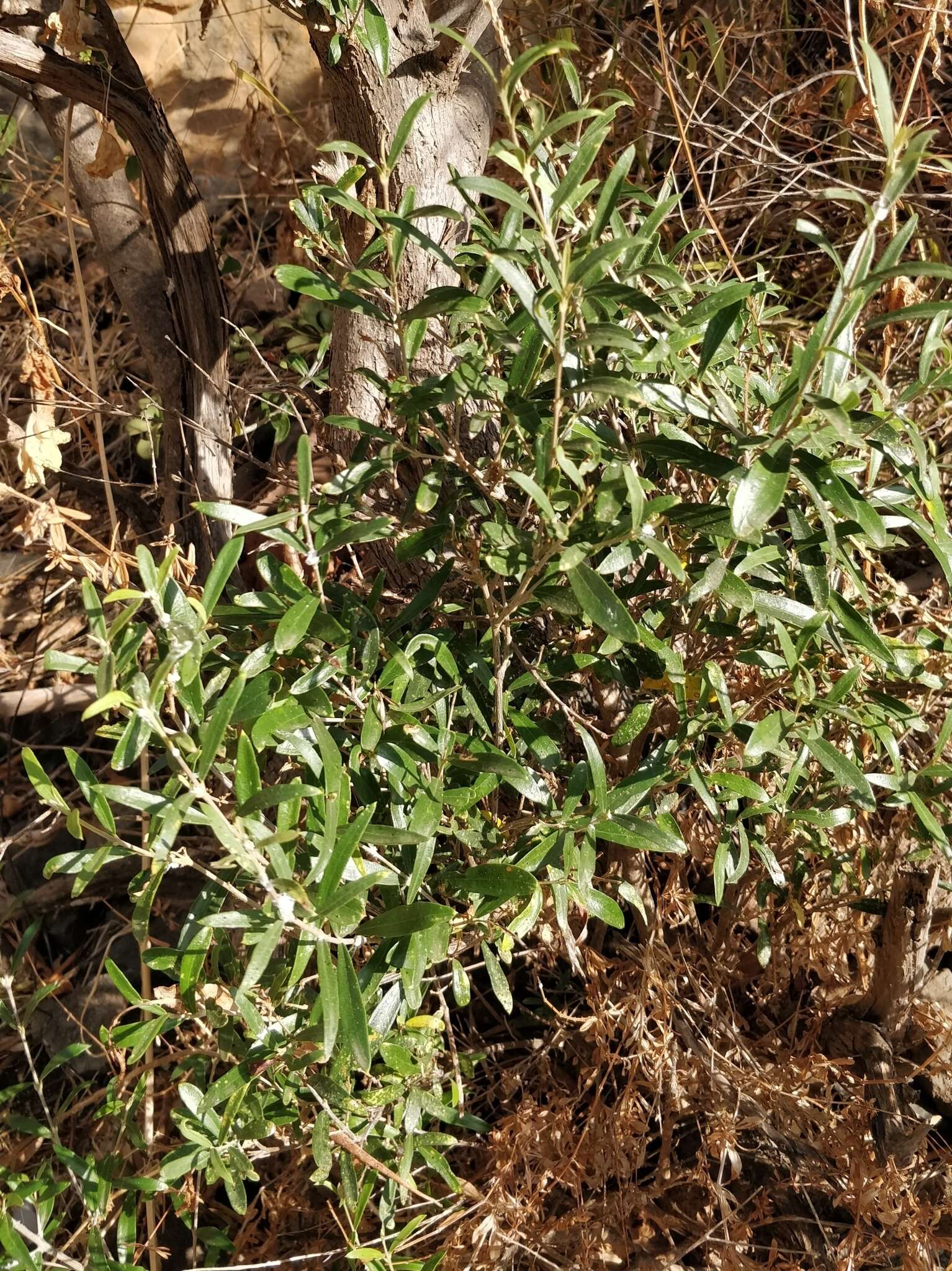 Image de Olea europaea subsp. cerasiformis G. Kunkel & Sunding