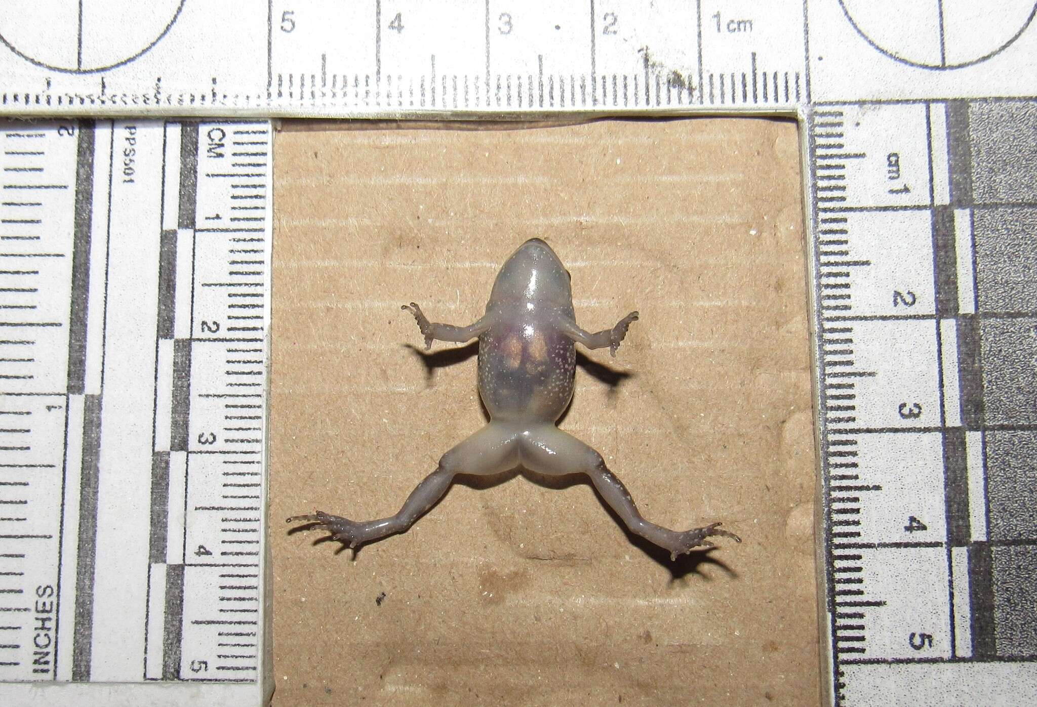 Image of Spotted Chirping Frog