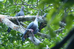 Image of Pinon Imperial-pigeon