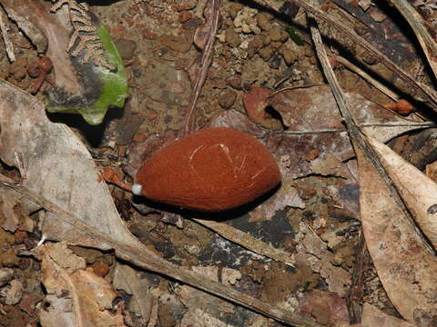 Image of Planchonella wakere (Pancher & Sebert) Pierre