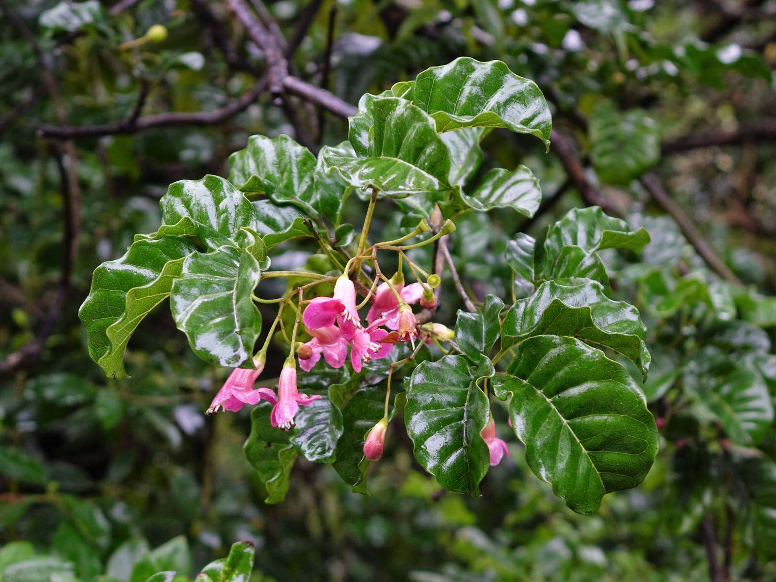 Image of Vitex lucens Kirk