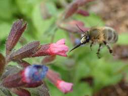 Image de Anthophora plumipes (Pallas 1772)